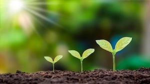 3 plants sprouting in the ground with sunlight shining on them